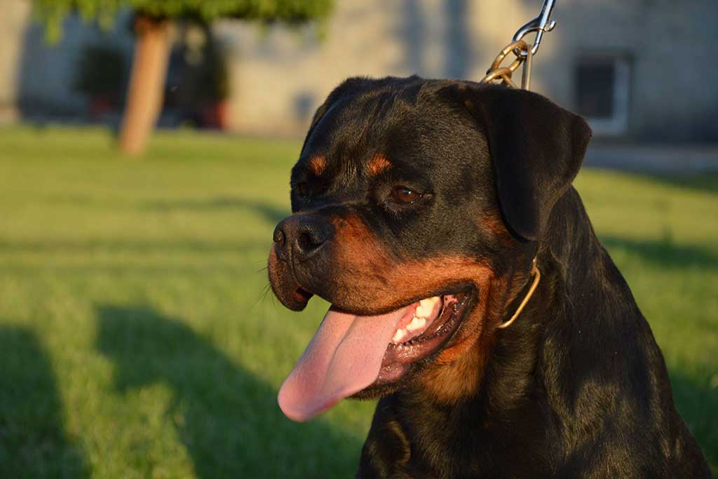 rottweiler alba black summit profile