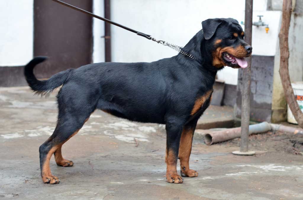 rottweiler ava von falke rott profile
