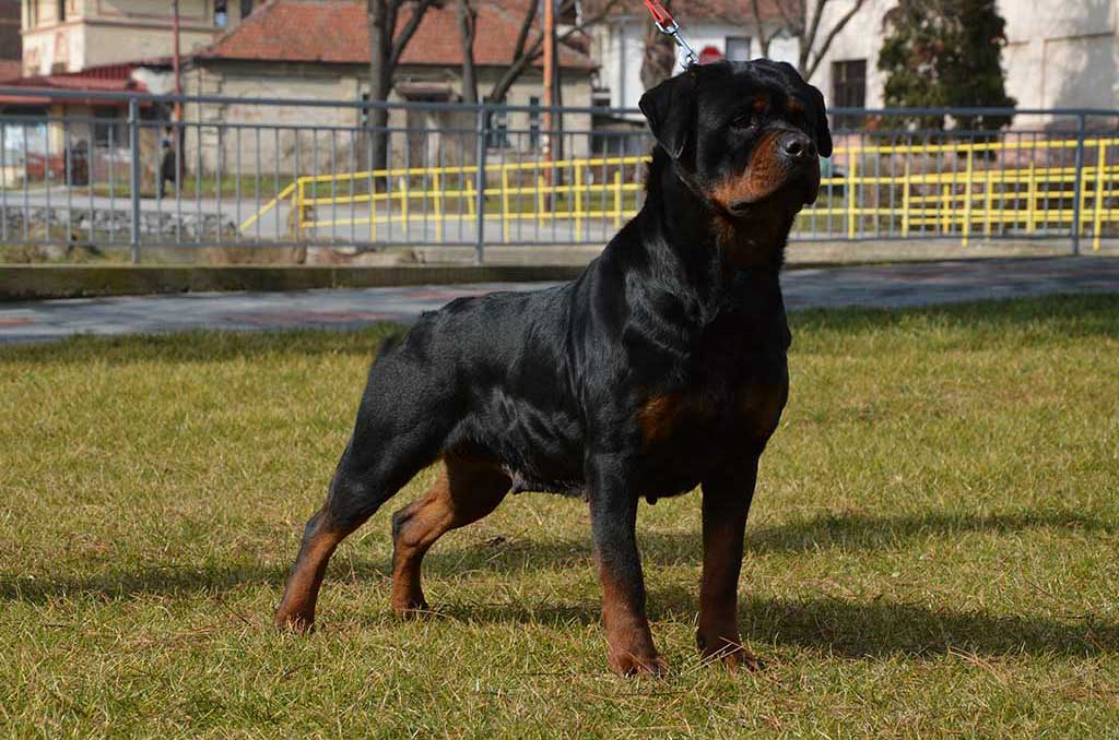 rottweiler belinda vdg schwarzen baren profile