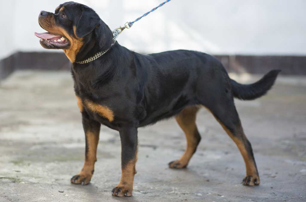 rotvajler bessy vdg schwarzen baren profilna