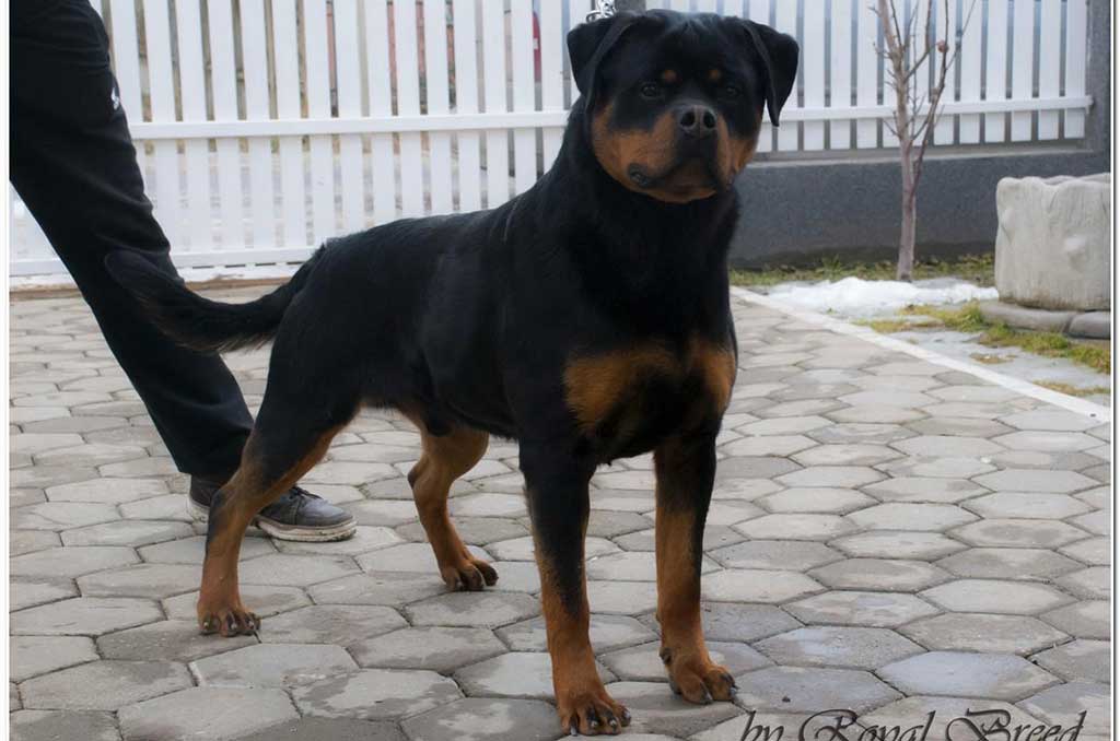 rotvajler-noby-from-royal-breed
