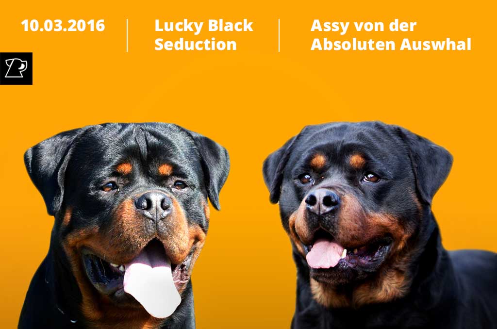 rotvajler stenci a leglo