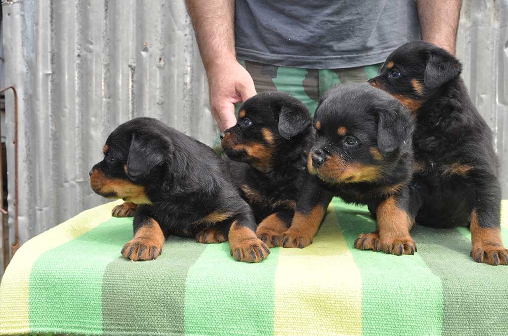 rotvajler stenci d leglo