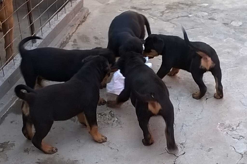 rotvajler stenci m leglo