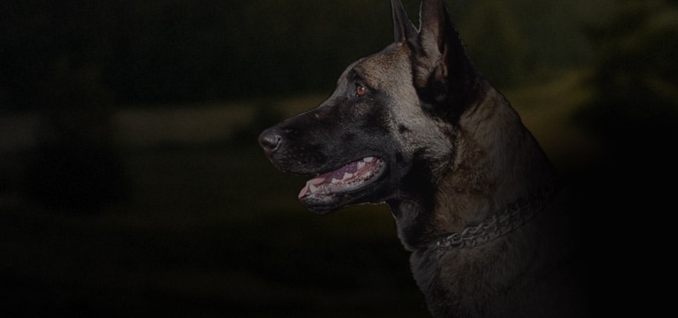 belgian malinois dog breed nav