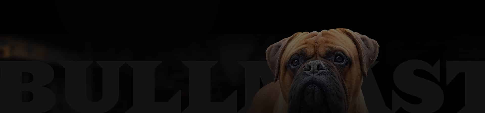 bullmastiff dog breed