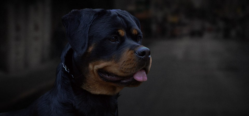 rottweiler dog breed nav