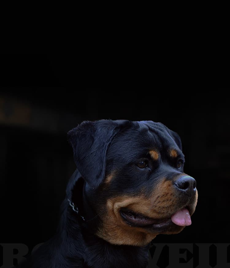 rottweiler dog breed responsive