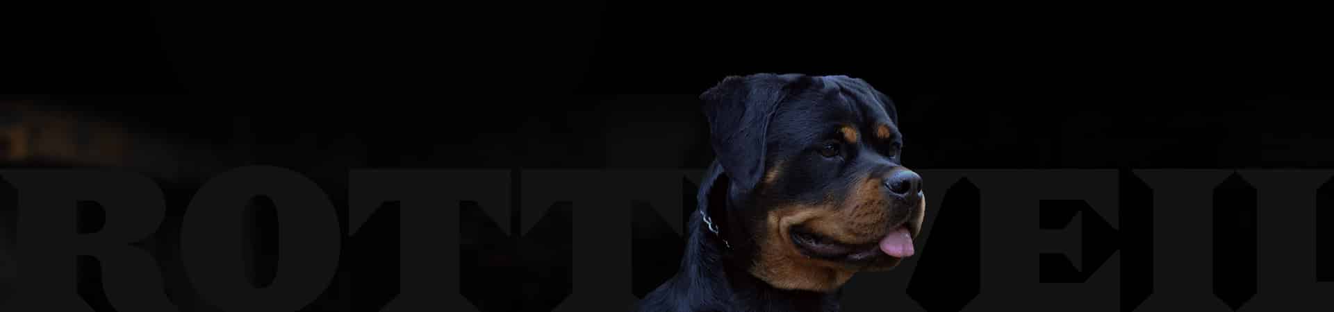 rottweiler dog breed