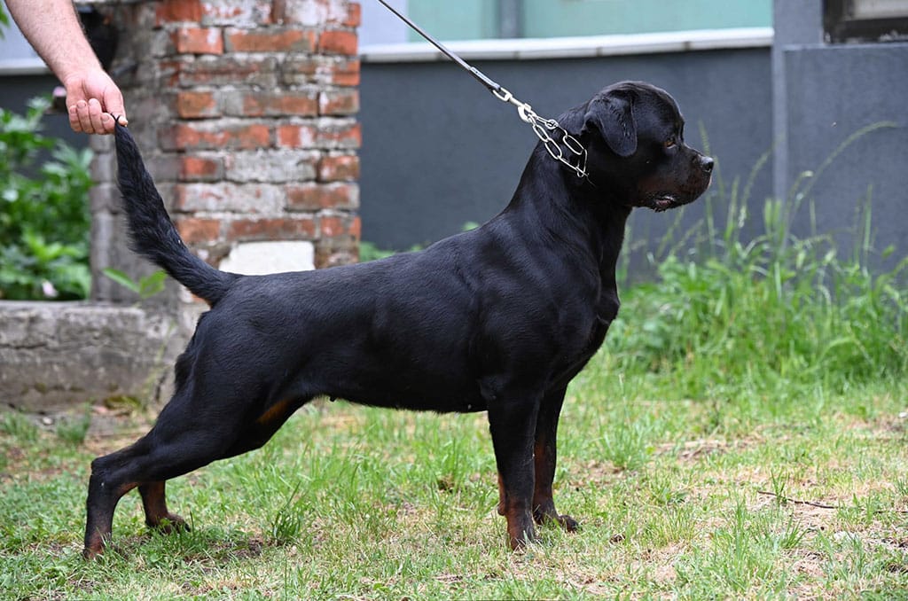 rottweiler dora black summit profile 2022