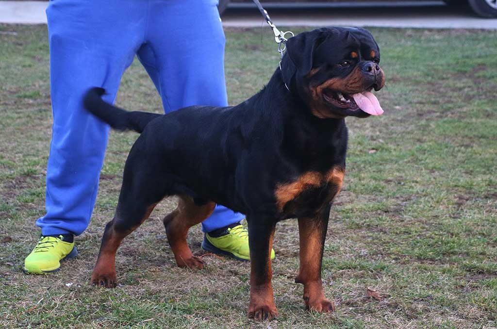 rotvjaler-bumblebee-from-royal-breed-profilna