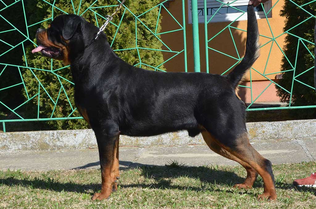 rottweiler-dolcagabano-vom-tannenfeld-profile