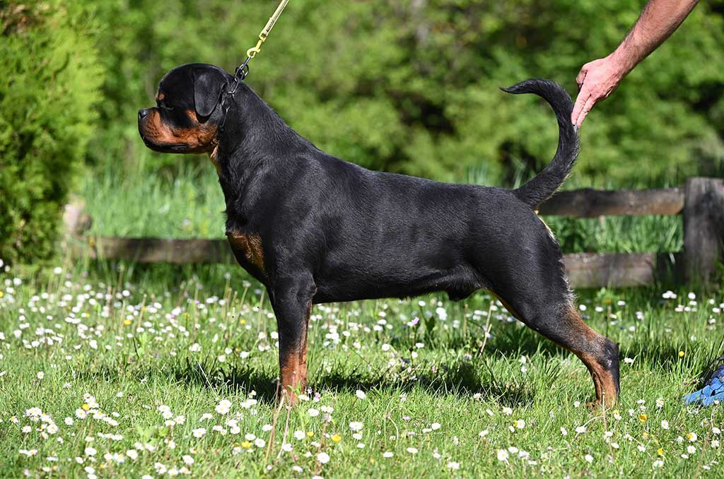 muzjak-rotvajlera-joker-vom-hause-demo-5