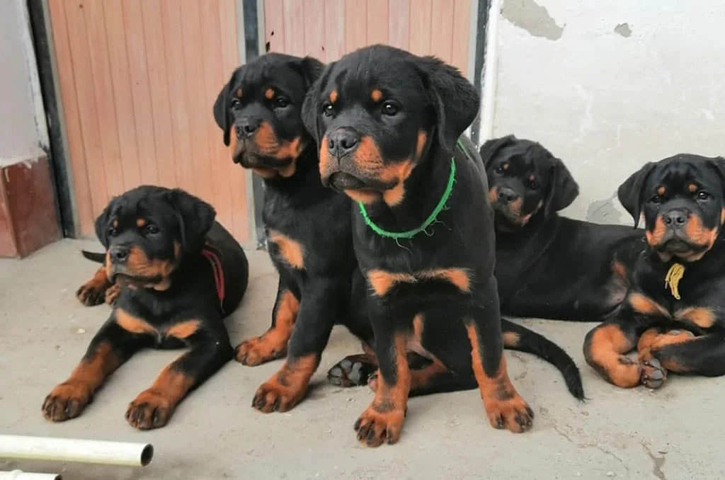 Rotvajler stenci e leglo 22