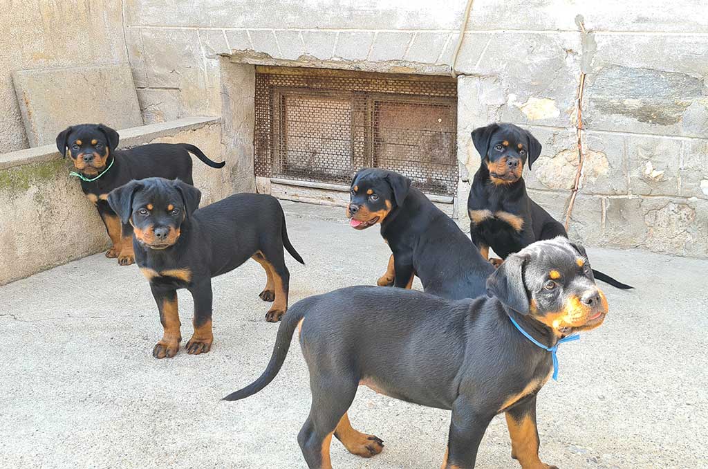 rottweiler puppies g profile