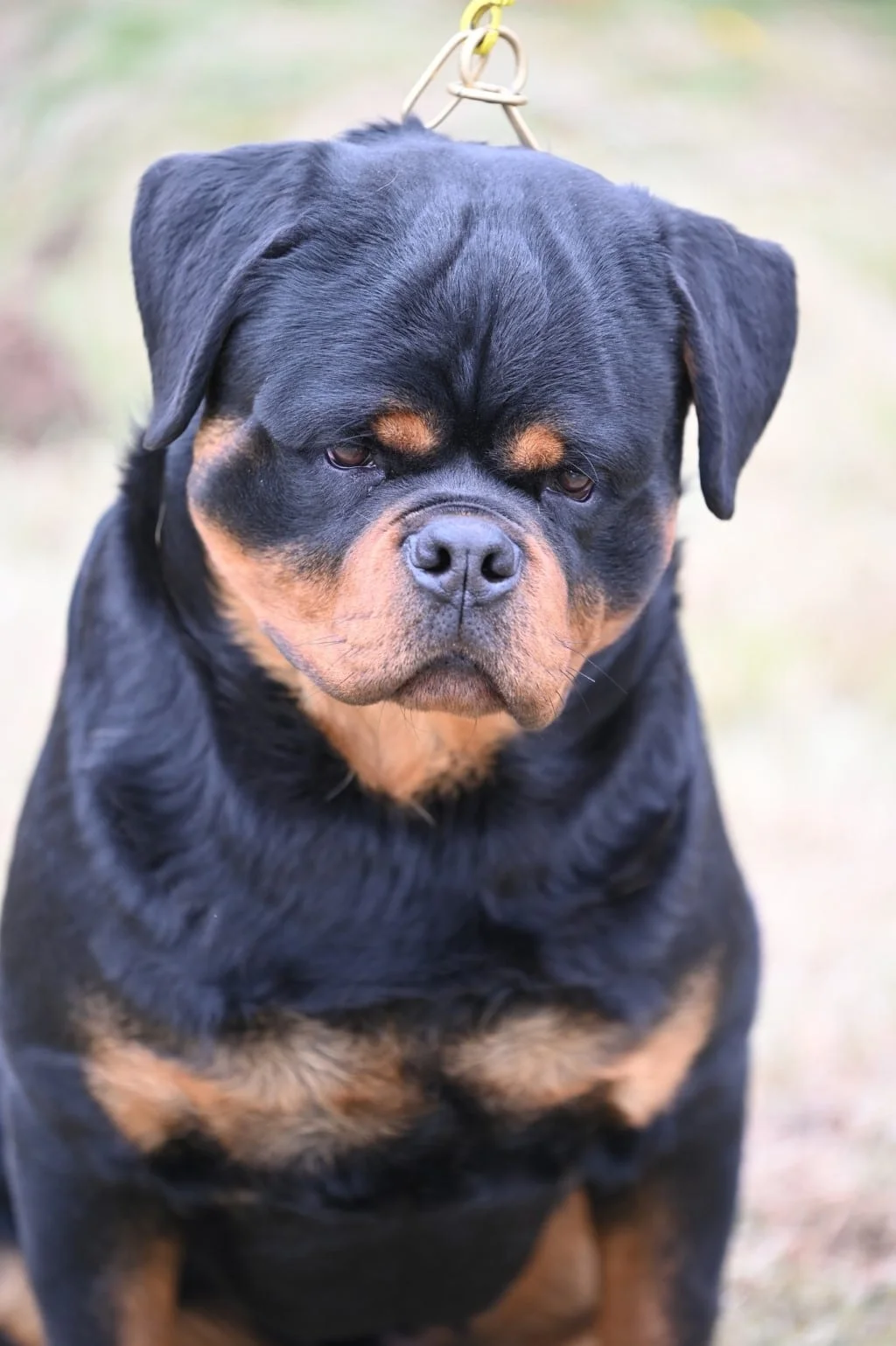 Rotvajler Bruno vom Hause Demo 2
