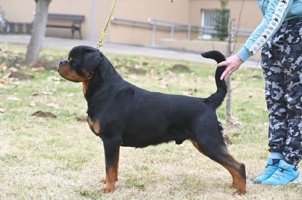 Rotvajler Bruno vom Hause Demo profilna Rotvajler Bruno vom Hause Demo profilna