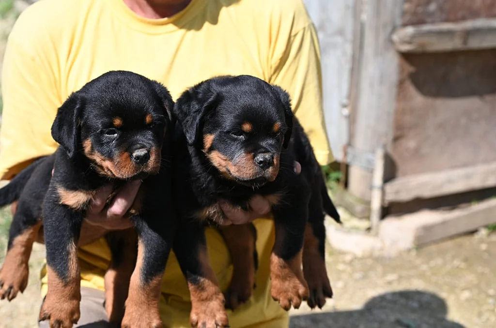 black-summit-rotvajler-h-leglo-naslovna-nova black-summit-rotvajler-h-leglo-naslovna-nova