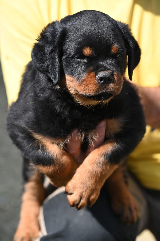 Rottweiler puppy for sale - litter H | Black Summit