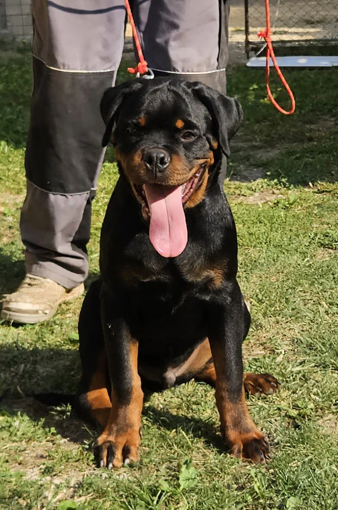 musko-stene-rotvajlera-h-leglo-11