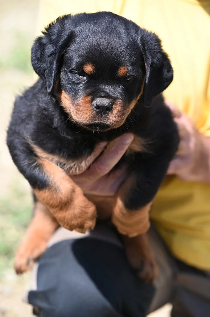 musko stene rotvajlera h leglo 11