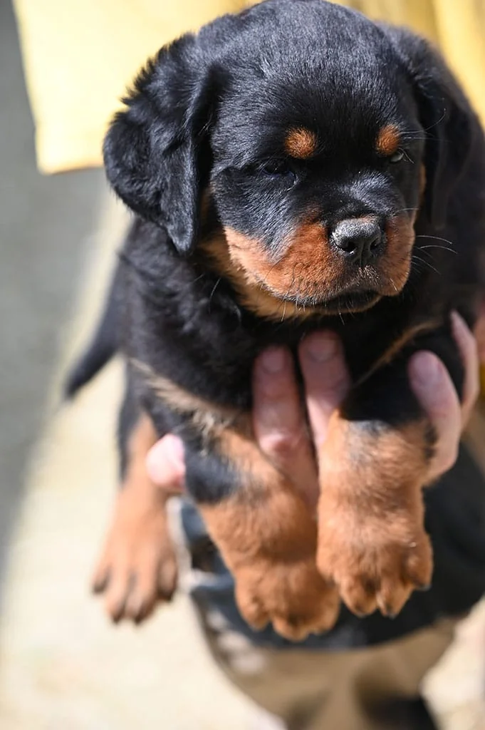 musko stene rotvajlera h leglo 22