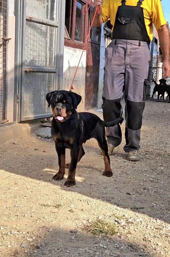 musko stene rotvajlera h leglo 7