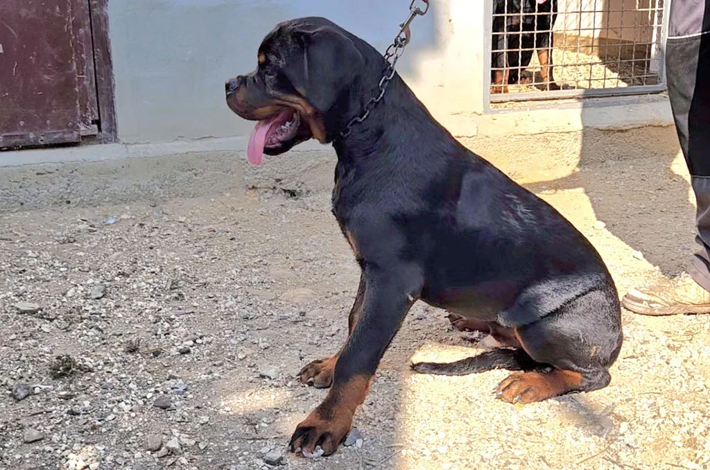 musko stene rotvajlera h leglo 8