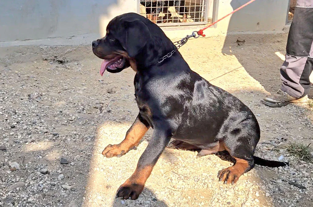 musko stene rotvajlera h leglo 9