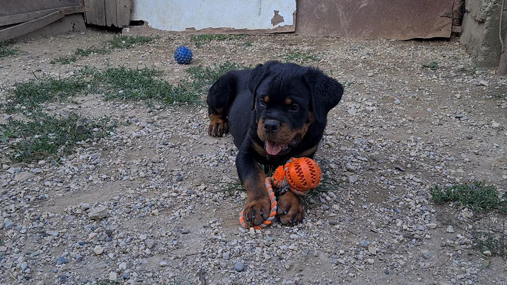 rotvajler stenci h leglo 4