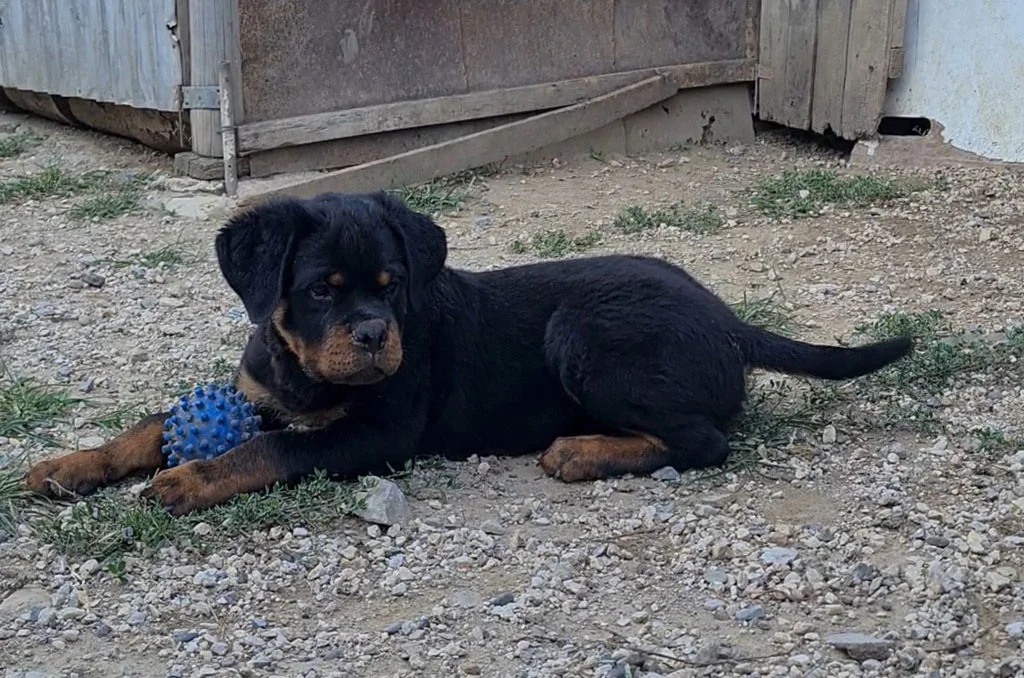 rotvajler stenci h leglo 5