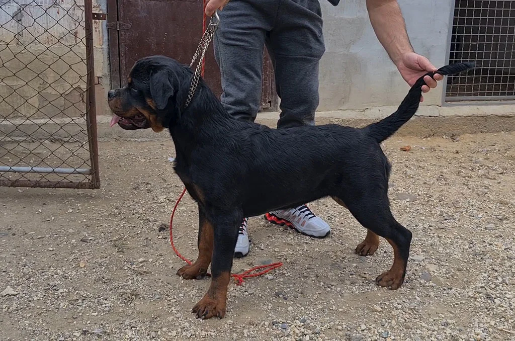 zensko-stene-rotvajlera-1