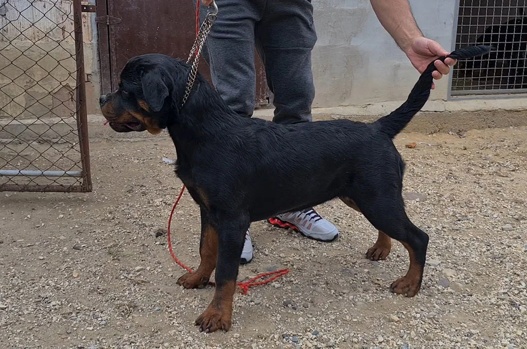 zensko-stene-rotvajlera-2