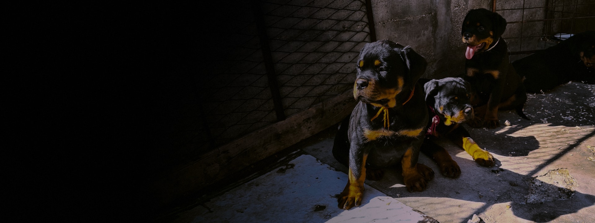 Black summit home dog reservation