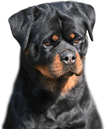 Black summit odgajivacnica rotvajlera psi
