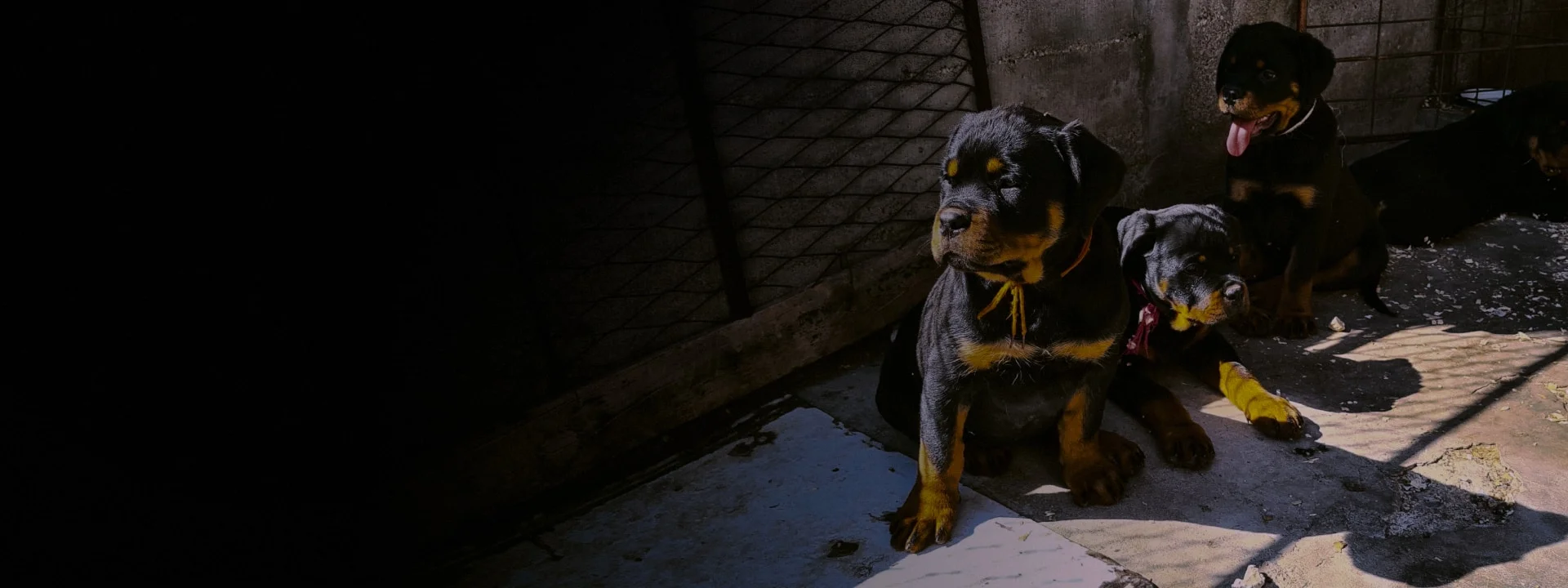 Black summit odgajivacnica rotvajlera rezervacije