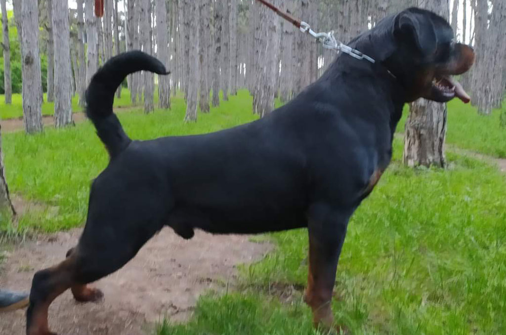 romb-lardowik-male-rottweiler-profile romb-lardowik-male-rottweiler-profile