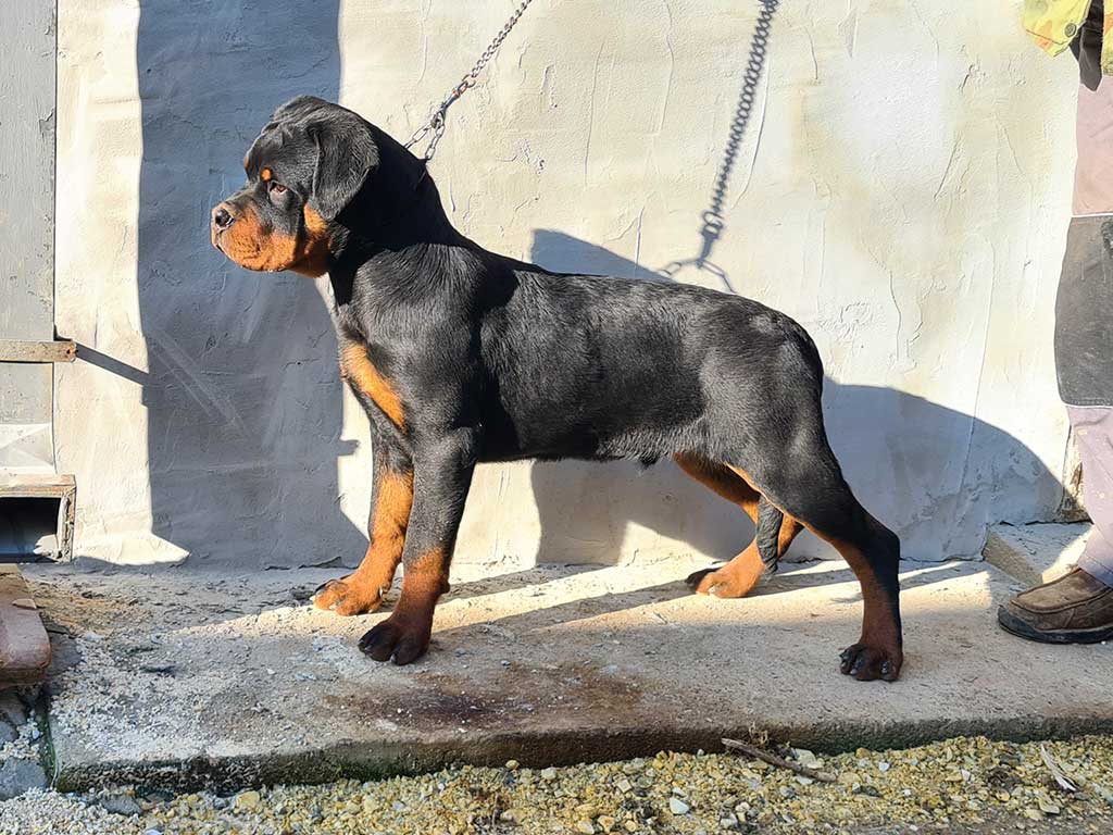 Rottweiler puppy for sale - litter I | Black Summit