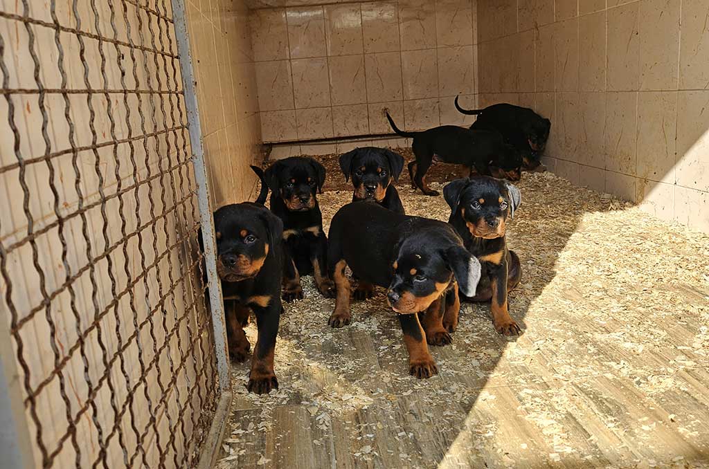 2 meseca stari muski i zenski stenci rotvajlera 2 meseca stari muski i zenski stenci rotvajlera