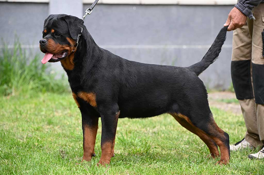 iris-of-black-summit-female-rottweiler