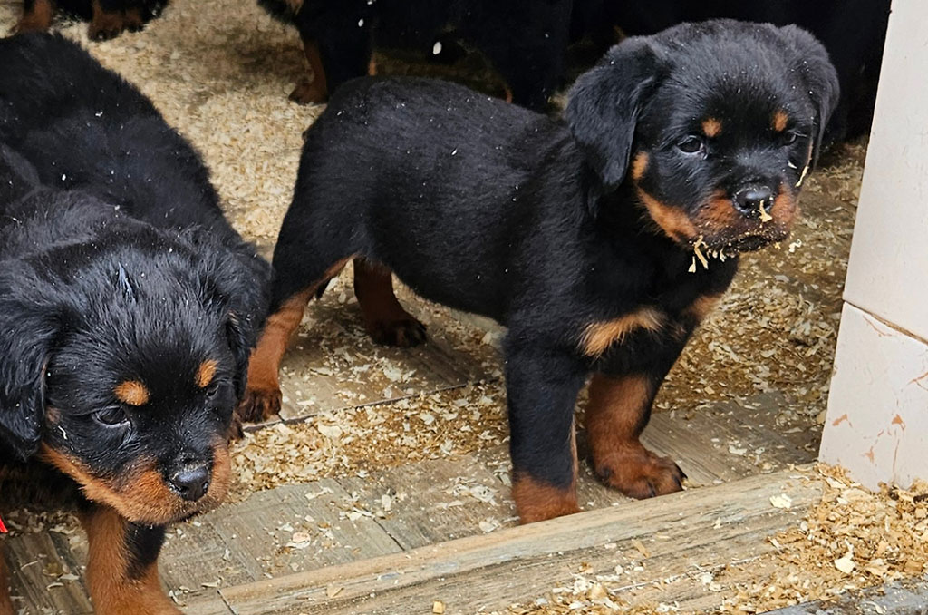 black-summit-stenci-rotvajlera-k-leglo-profilna-2 black-summit-stenci-rotvajlera-k-leglo-profilna-2