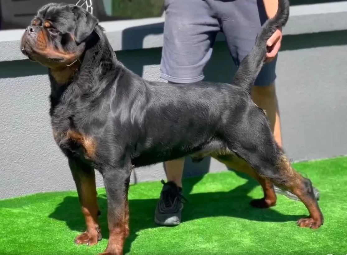 Rottweiler puppy for sale - Europe - Litter K