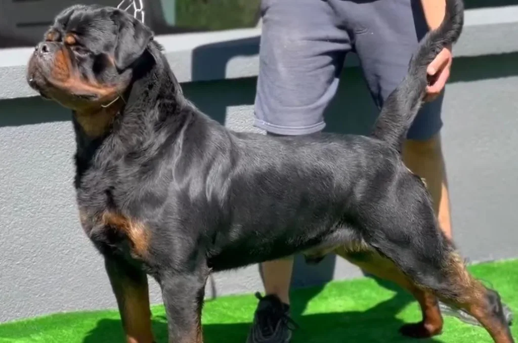 Rottweiler puppy for sale - Europe - Litter K