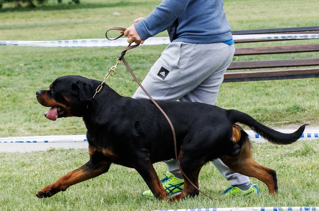 male-rottweiler-milijan-of-nicolas-lion-profile male-rottweiler-milijan-of-nicolas-lion-profile