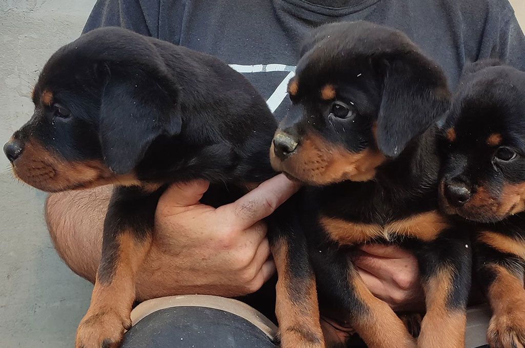 Black Summit Rottweiler puppies - O litter