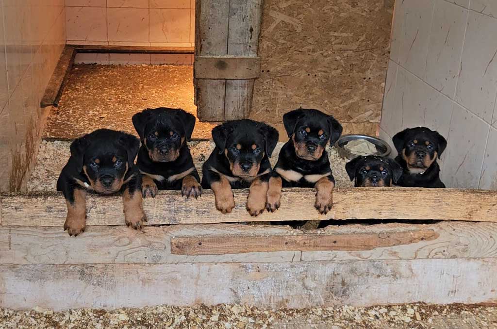 Black Summit Rottweiler puppies - P litter