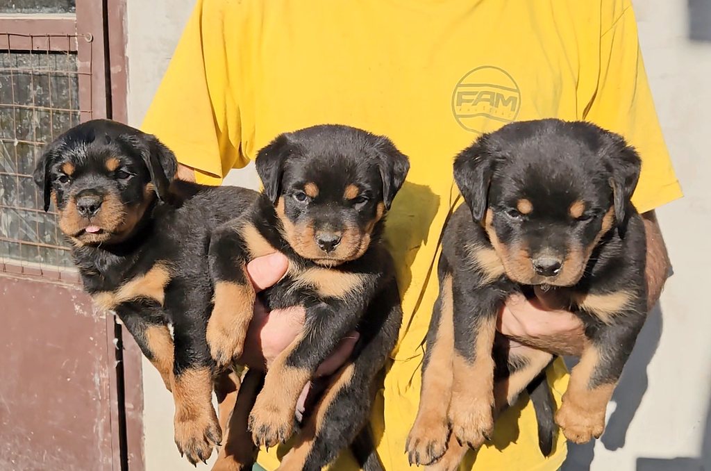 Three Rottweiler puppies from Black Summit Q litter held by the breeder, 6 weeks old